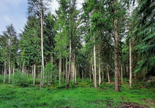 Wald Saale-Holzland-Kreis