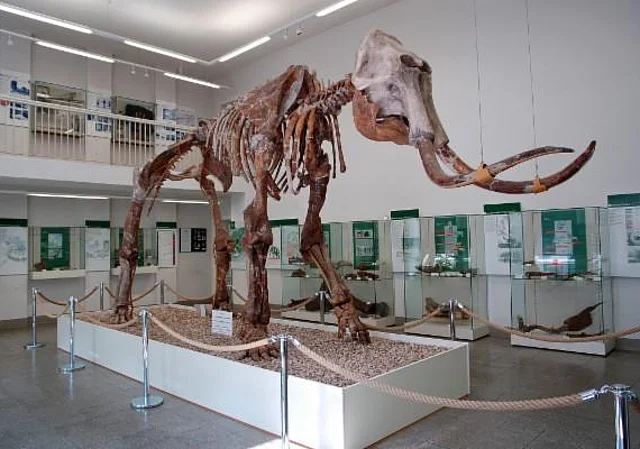 Skelett des Steppenelefanten im Spengler-Museum