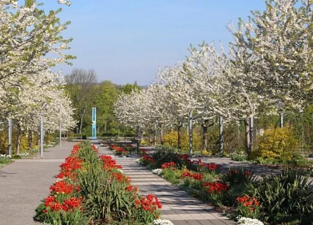Europa-Rosarium Sangerhausen, Hauptachse 