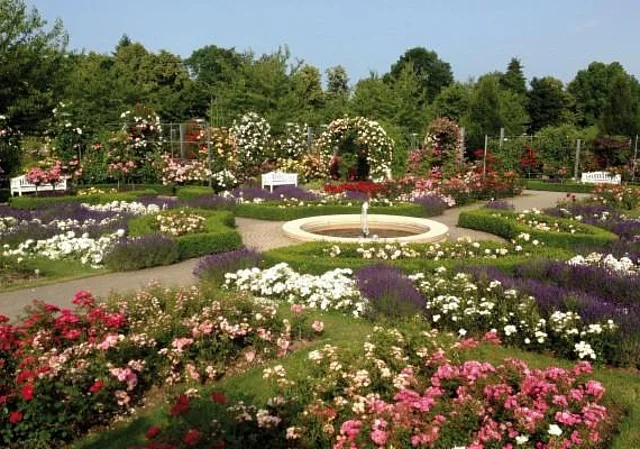 Europa-Rosarium Sangerhausen, Jubiläumsgarten