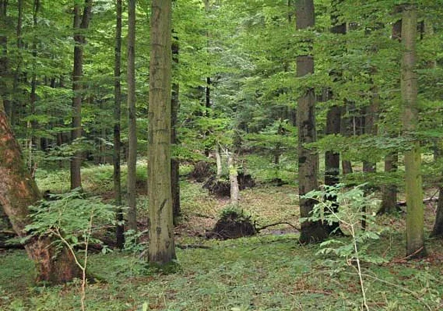 Buchenwald