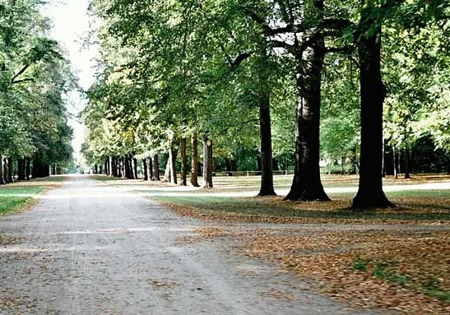 Allee