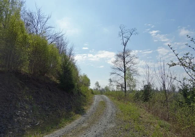 Waldweg