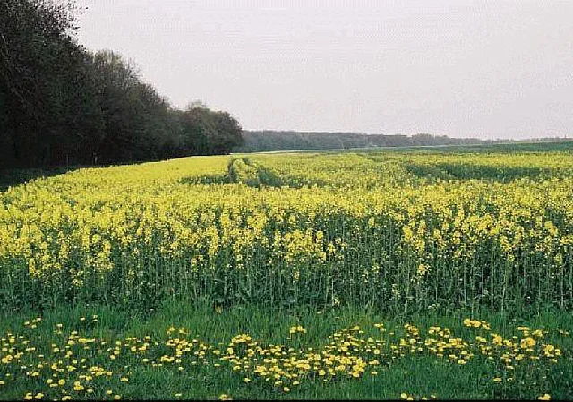 Beim Waldhaus Blick nach Osten