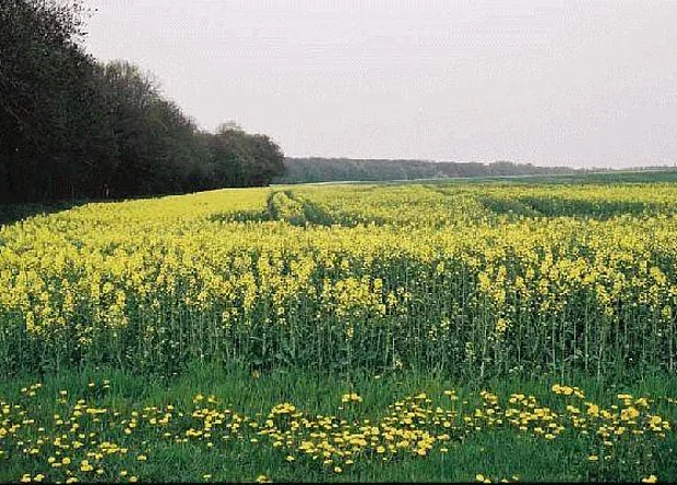 Beim Waldhaus Blick nach Osten 