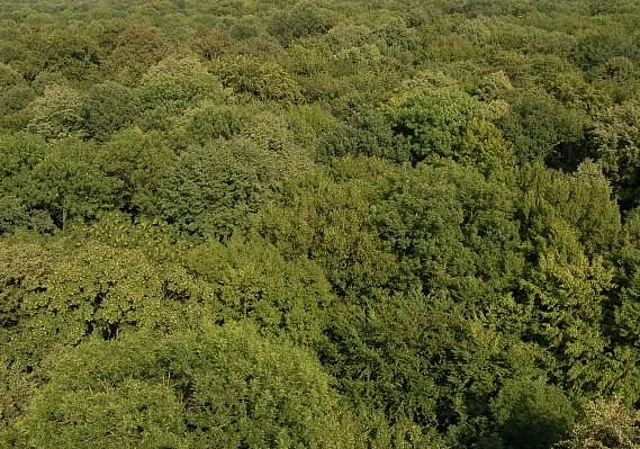 Blick auf den Hainich