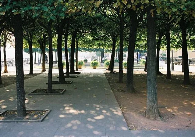 Brühlsche Terrasse, Bepflanzung