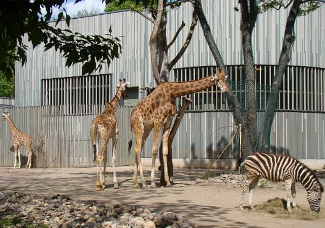 Giraffen- und Zebraanlage