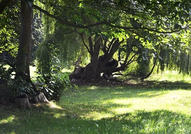 Stadtpark mit alten Bäumen