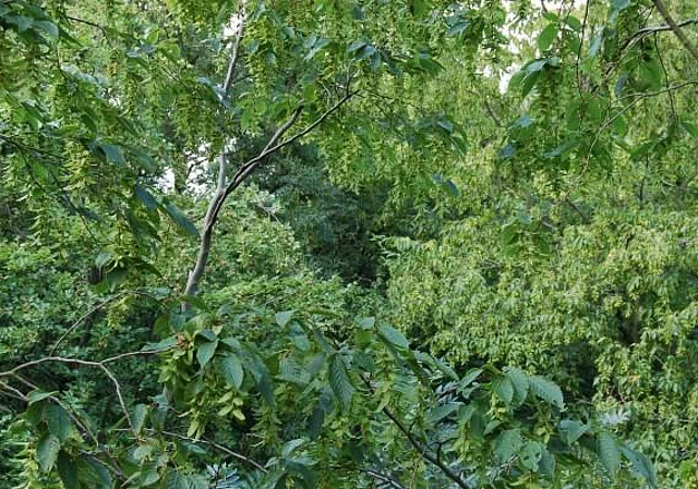 Baumkronen