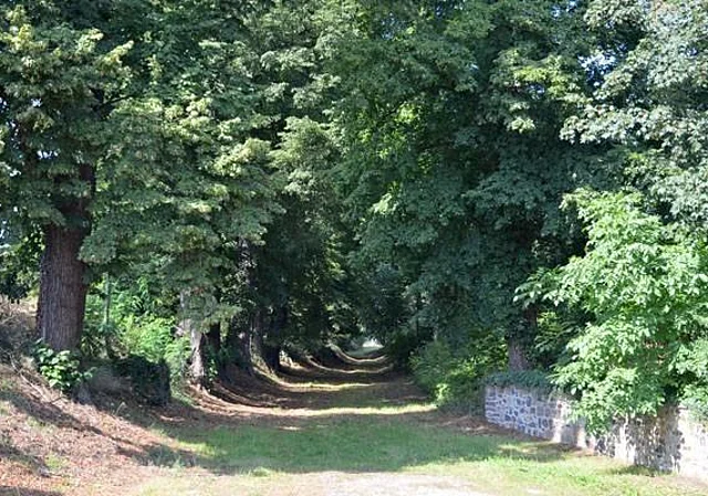 Allee jenseits der S24