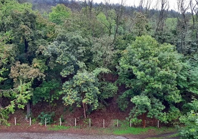 Wald