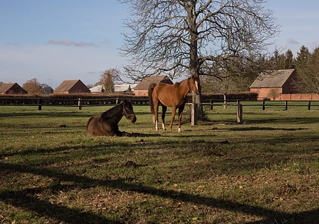 Blick auf die Paddocks