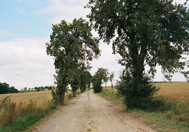 Sandstraße mit Birnbäumen