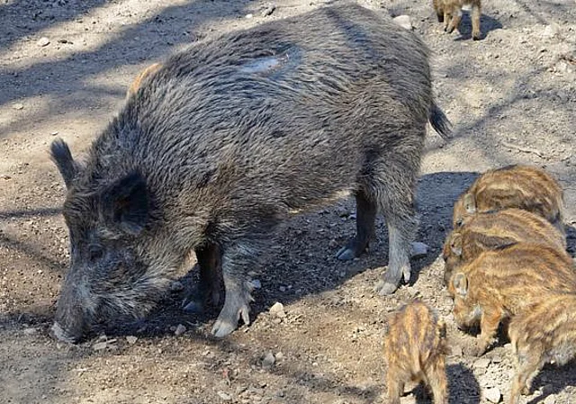 Wildschweine