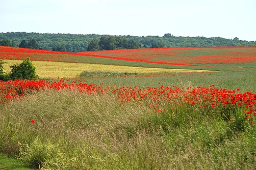Landschaft bei Osterwieck Landschaft bei Osterwieck