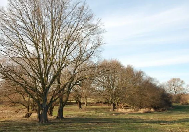 Elbaue bei Blumenthal, nach Nordwest