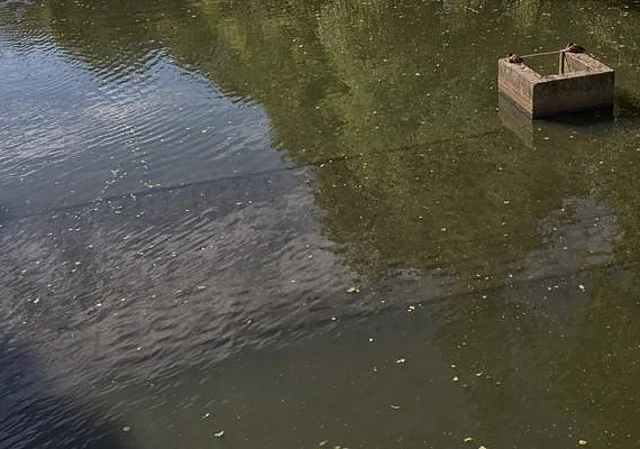 Entenpaar