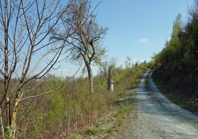 Waldweg