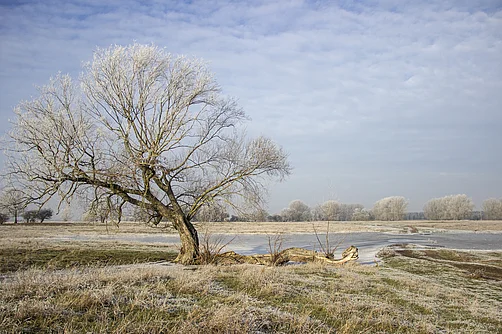 Winter an der Elbe