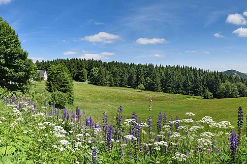 Thüringer Wald mit Bergwiese Thüringer Wald mit Bergwiese