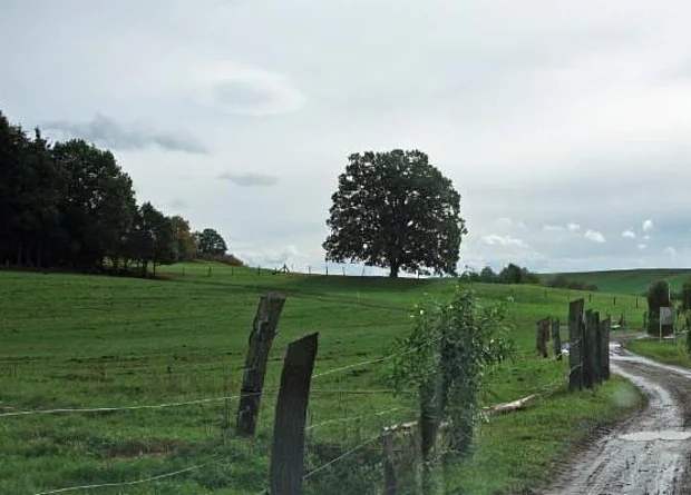 Alte Eiche bei Rodishain 