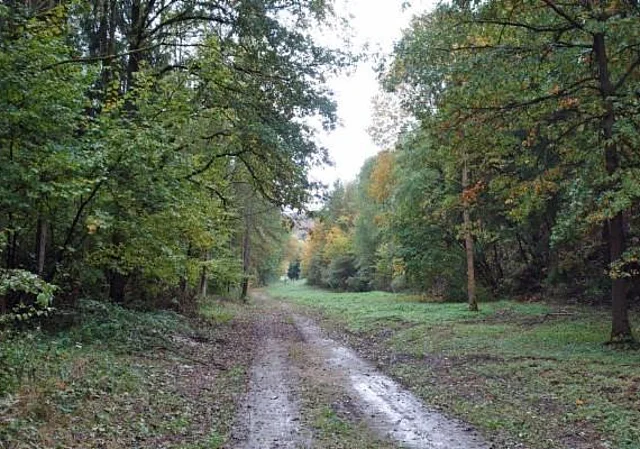 Hohlweg bei Steigerthal
