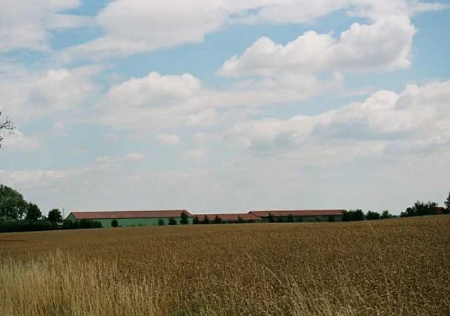 Feld bei Meuscha
