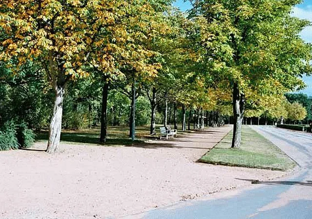 Allee