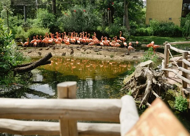 Flamingovoliere 