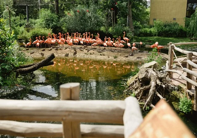 Flamingovoliere