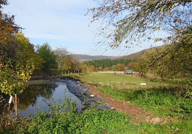 Weide mit Teich