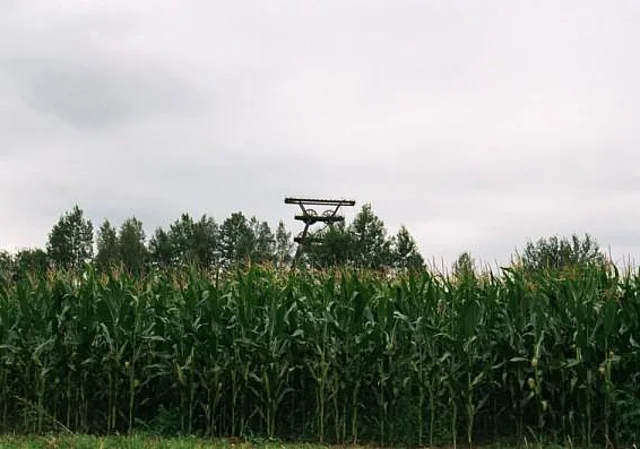 Maisfeld