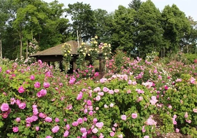 Pavillon