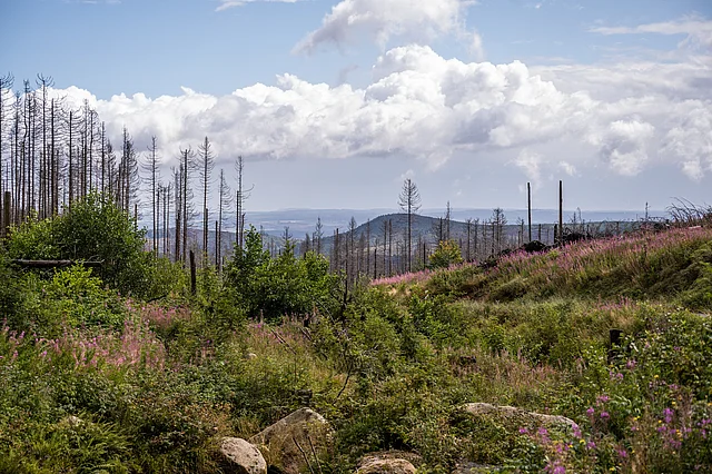 Nationalpark Harz