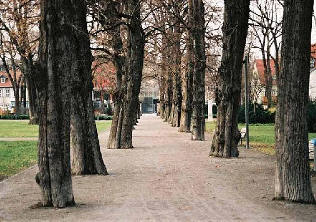 Allee Blick nach Nordwesten