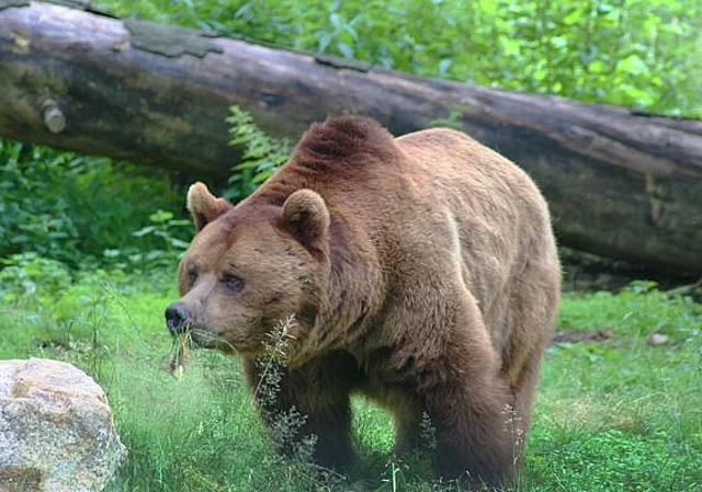 Standort Braunbär