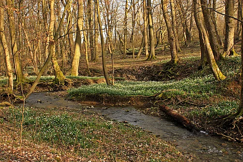 Blühende Märzenbecher (Leucojum vernum) im Nationalpark Hainich Blühende Märzenbecher (Leucojum vernum) im Nationalpark Hainich