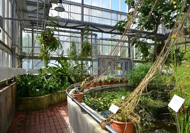 Mangrovenhaus