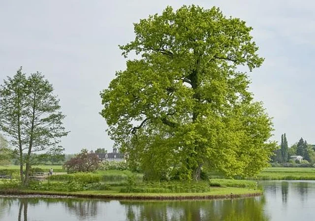Roseninsel