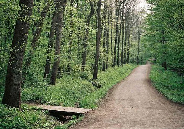 Wald Blick nach Westen