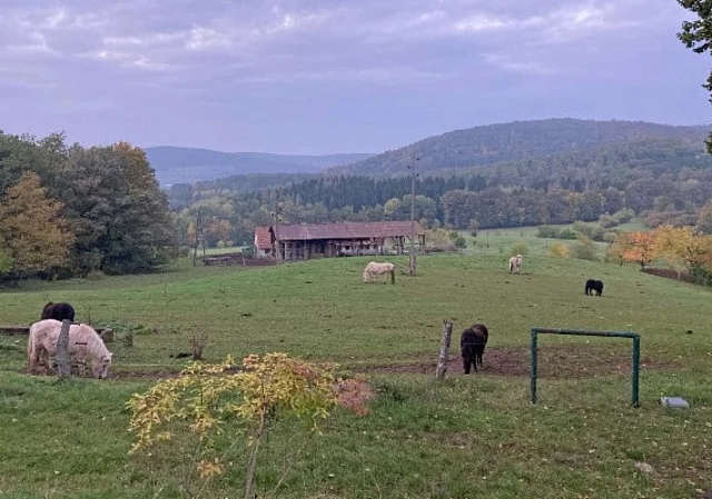 Weide mit Pferden