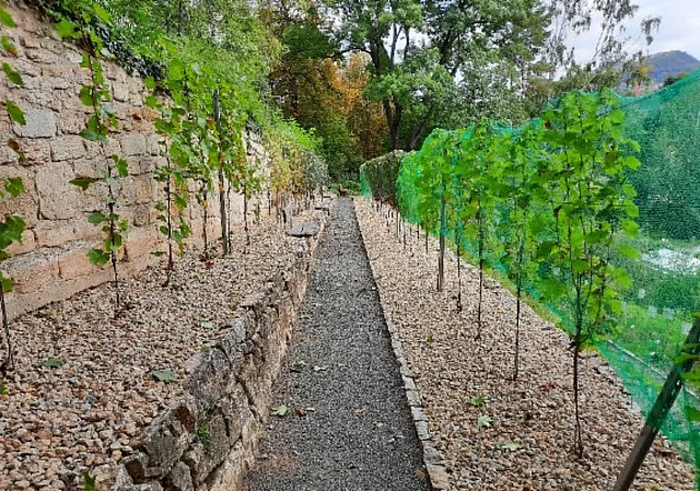 Weinberg für historische und regionale Rebsorten