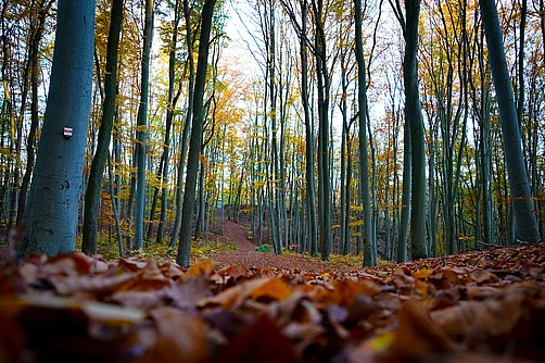 Karstwanderweg Südharz Karstwanderweg Südharz
