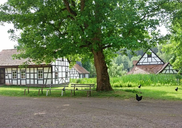 Ahornbaum bei der Schmiede