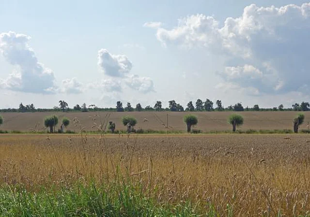Blick vom Thomasteich zur K206