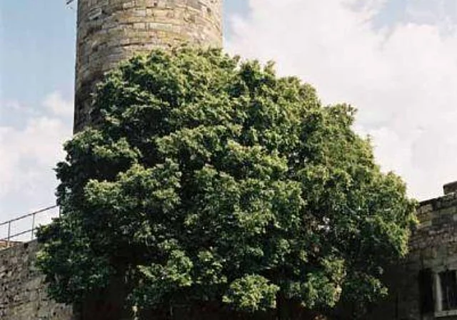 Mühlburg Blick nach Osten