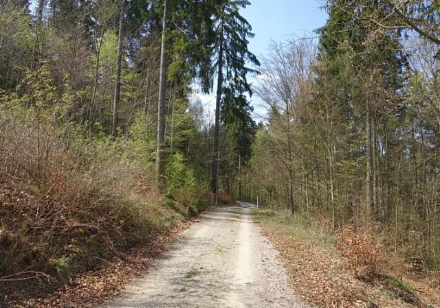Waldweg