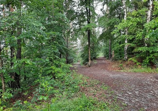 Waldweg zum Herzogstuhl