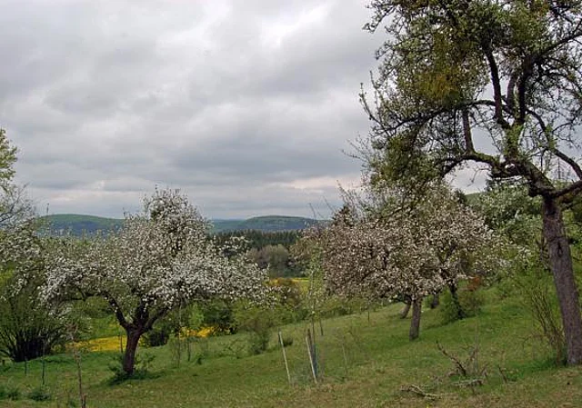 Obstwiese